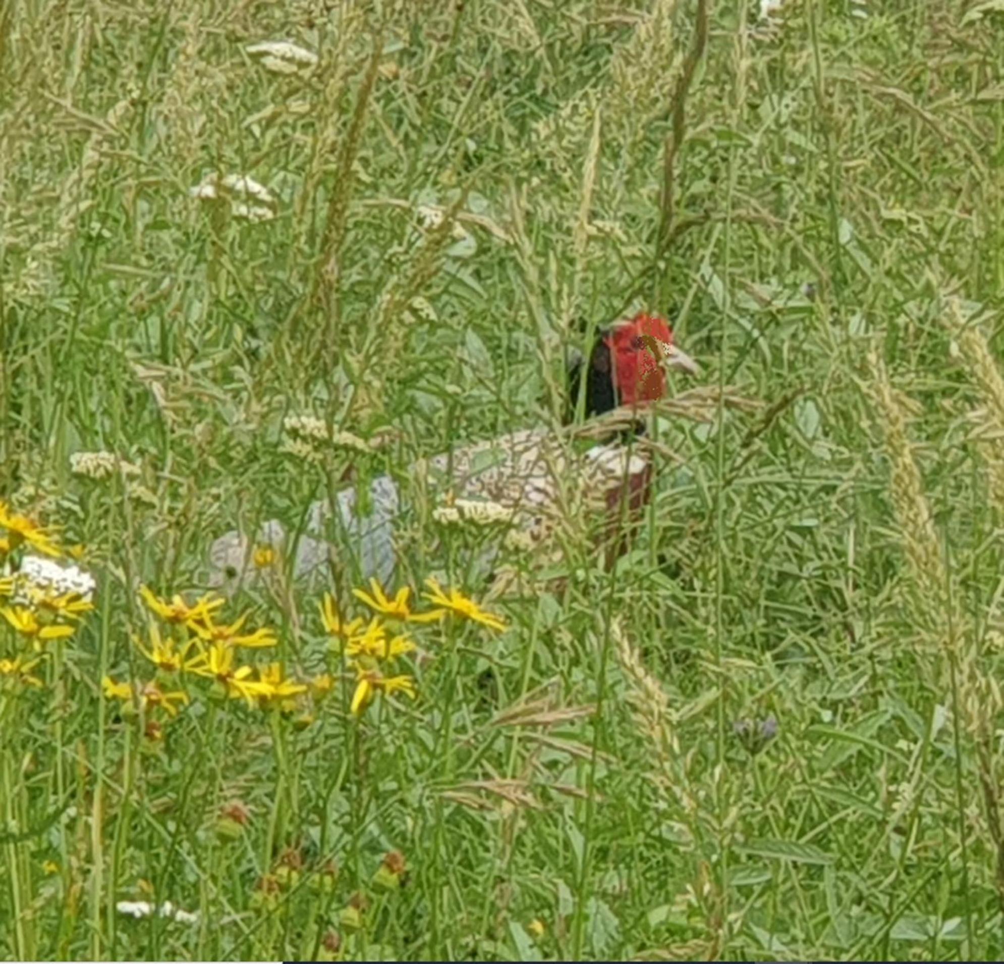 Seuls En Pleine Nature - Gite La Cote Blanche Puygaillard-de-Quercy Exterior foto
